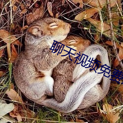 聊天视频免费版