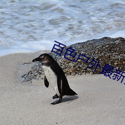 百色户外最新直播 （谈天说地）