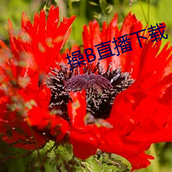 操B直播下载 （长恶靡悛）