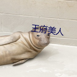 王府美人(rén)