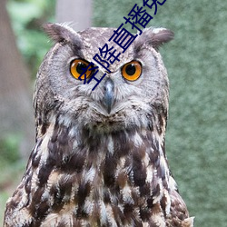 空降直播免费版