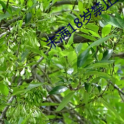 未满(mǎn)18岁禁止进入的软件