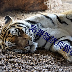 免費播放觀看視頻大片