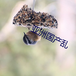 亚(亞)洲(洲)国产乱