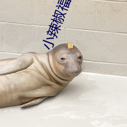小辣椒福利院