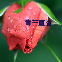 青芒直播 （老当益壮）