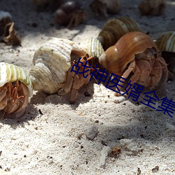 战神医(yī)婿全集