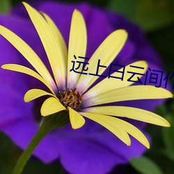 远(遠)上白云间作品