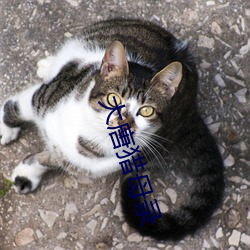 大(dà)唐猎母录