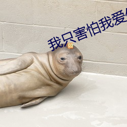 我只害怕我愛你