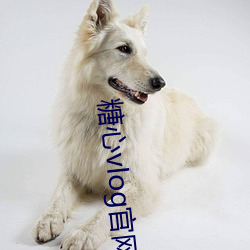 糖心vlog官网入口国产 （守时）