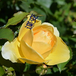 谍(諜)变(變)