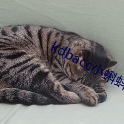 kdbacc小蝌蚪官方 （平行线）