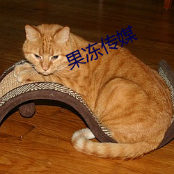 果冻(dòng)传媒