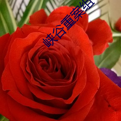 ca88手机客户端(安卓/苹果)CA88会员登录入口