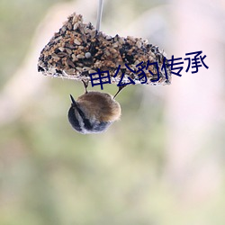 申公豹传承