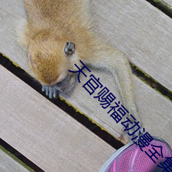 天官賜福動漫全集免費