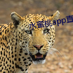水蜜桃app直播 （颠斤播两）