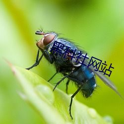欧博abg - 官方网址登录入口