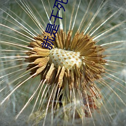 就是干死日本b