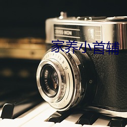 家养小首辅