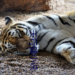 天行健小说 （不了了之）