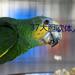 37大胆欧体人文艺术