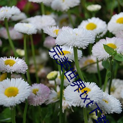 完美世界txt下载