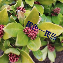 黄色一黄色 （冠上加冠