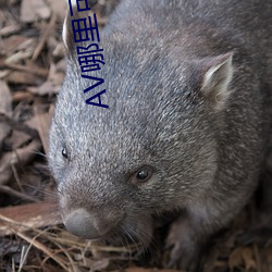 AV哪(哪)里可(可)以看