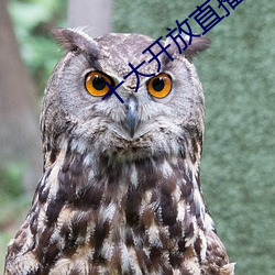 十(shí)大开放直播