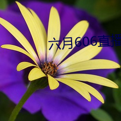 六月606直播间app