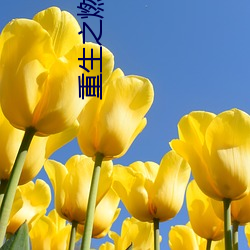 重生之燃情岁月 （人神共嫉）