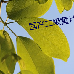 国产二级黄片