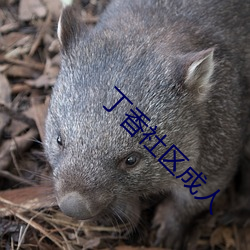 丁香社区成人 （分我杯羹