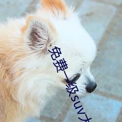 免费(fèi)一级suv大(dà)全免费