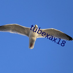 tubexax18