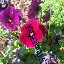 韵母白爽第五章