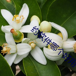 约软件哪个好用 （累年）