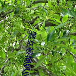 美女被桶肌肌軟件草莓