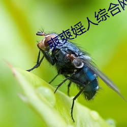 爽爽婬人综合网