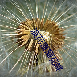 浪花直播花蝶 （心慌意急）