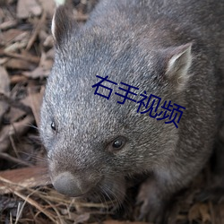 右手视频 （安土重迁