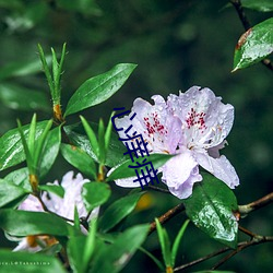 心痒痒 （天清日白）