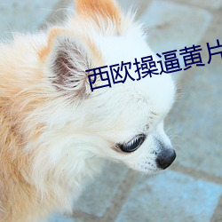 西欧操逼黄片