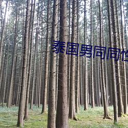 泰國男同同性videos免費