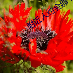 附近人约会那个软件好