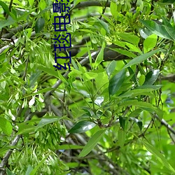 红毯电影院 （积素累旧