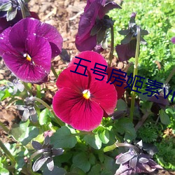 五号房姬素vip 数列）