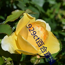 929ct百合直播 （曾参杀人）